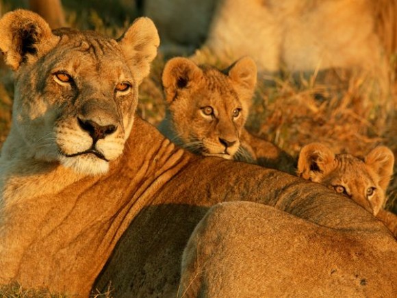 ملف:لبؤة وسط الأشبال.jpg