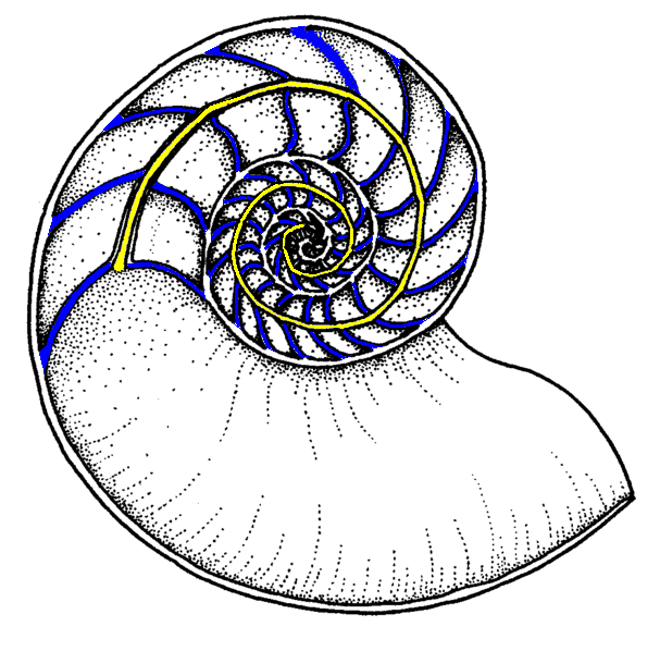 ملف:Nautiloid septa n siphuncle 01.png