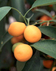 Kumquat.jpg