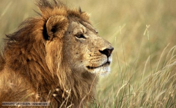 ملف:أسد بالغ1.jpg