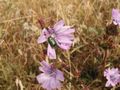 Common chicory with lavender flowers