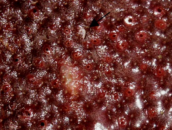 ملف:Ircinia campana.jpg