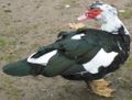 Male Muscovy Duck