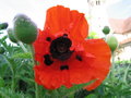 Closeup of a poppy flower at the Monastery of Lorch (Baden-Württemberg), ألمانيا.