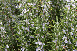 Rosemary bush.jpg