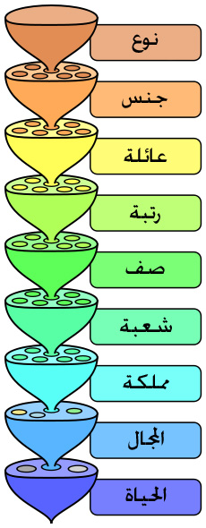 ملف:Biological classification L Pengo.jpg