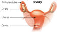 Ovary