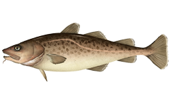 ملف:Gadus macrocephalus.png