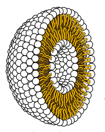 ملف:Liposome cross section.png