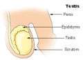 Testis