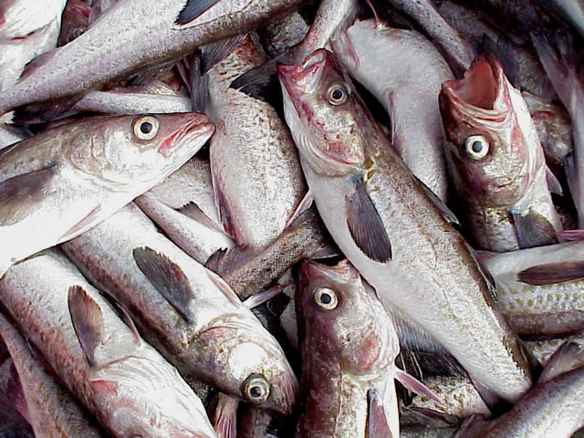 ملف:Alaska pollock 2.jpg