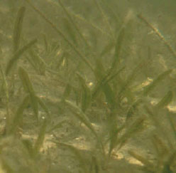 ملف:Johnsons seagrass.jpg
