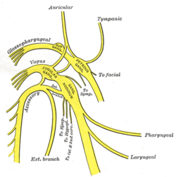 Vagus nerve.png