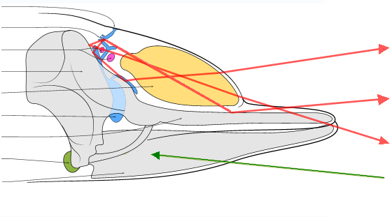 ملف:Toothed whale echolocation 01.png
