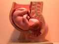 Anatomical model of a human pregnancy