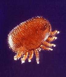 Varroa Mite.jpg