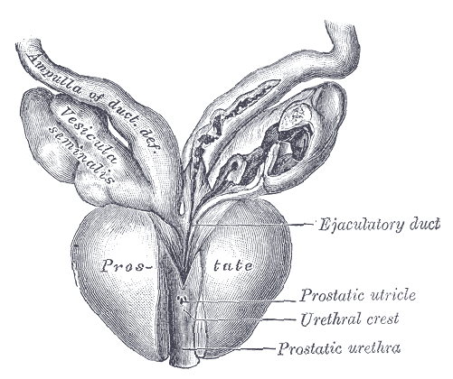 ملف:Prostate - Gray1153.png