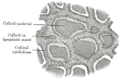 Section of thyroid gland of sheep. X 160.