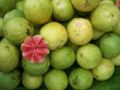Ripe Guava