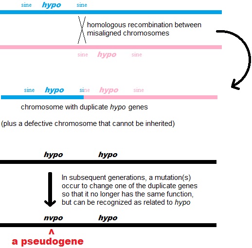 ملف:Pseudogene3jpg.jpg