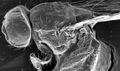 SEM image of the upper body of a Drosophila.