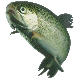 ملف:Rainbow trout.png