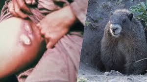 Bubonic plague-marmot.jpg
