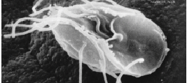 Giardia lamblia.jpg