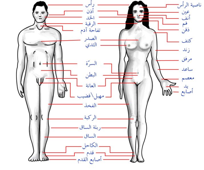 ملف:Human body features ar.jpg