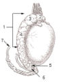 Illu testis surface.jpg