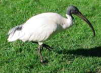 Straw-necked-Ibis.jpg