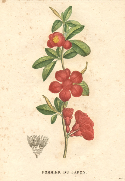 ملف:18960.Rosaceae - Pyrus japonica.jpg