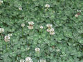 White clover, a forage crop