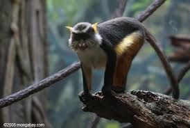 صورة معبرة عن الموضوع منگبي أوپدنبوش