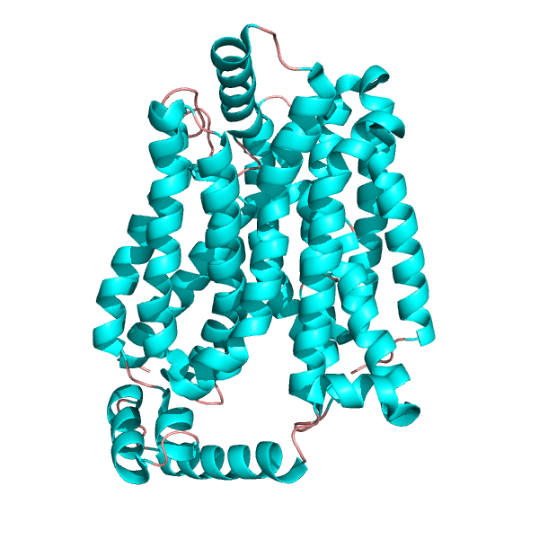 ملف:4pyp glut1.png