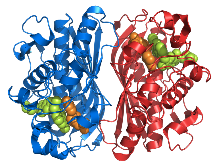 ملف:Thymidylate synthase 1HVY.png