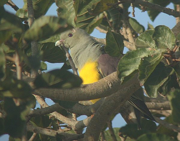 ملف:Bruce'sGreen-Pigeon(JJ).jpg