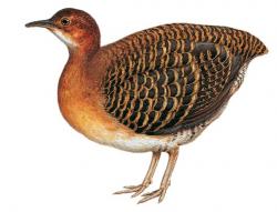 صورة معبرة عن الموضوع تنام صدئ