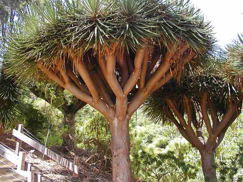 ملف:Dragon tree.jpg