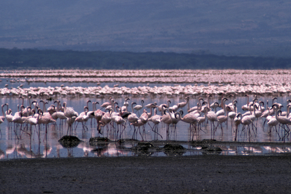 ملف:LakeBogoria.jpg