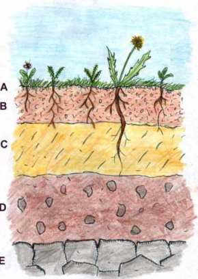 Soilprofile1.jpg