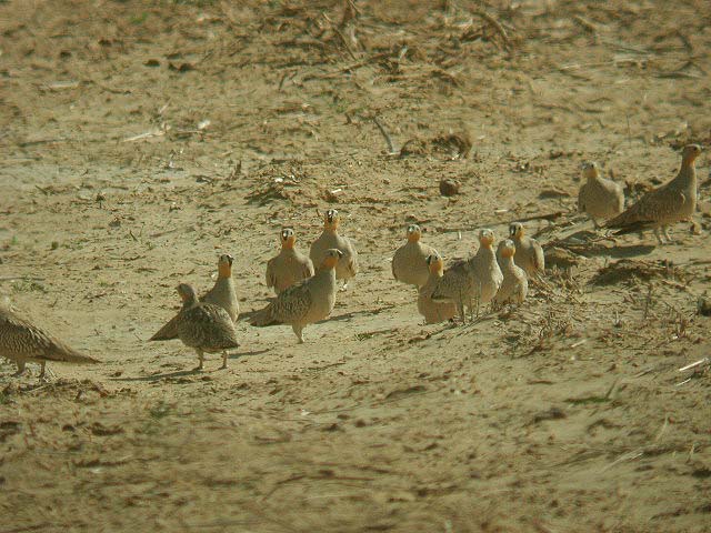 ملف:Crownedsandgrouse.jpg