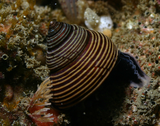 ملف:Calliostoma ligatum.jpg