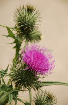 Thistle4.jpg