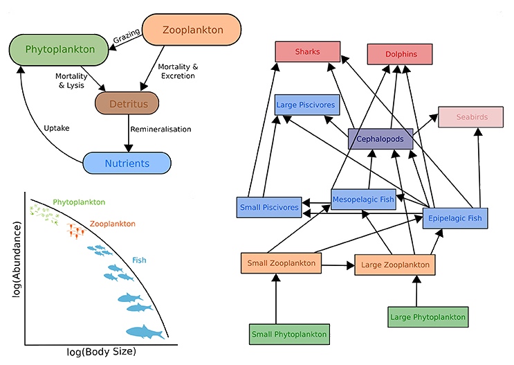     اليمين: نماذج أنظمة بيئية       أعلى اليسار: Biogeochemical models    أسفل اليسار: Size-spectra models هذه النماذج أيضاً لها مكونات وقتية وفراغية.[8]