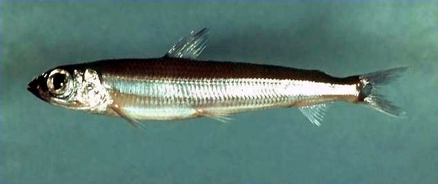 ملف:Atlantic argentine ( Argentina silus ).jpg