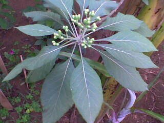 ملف:Boldo baiano.jpg