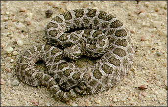 ملف:Massasauga rattlesnake 1.jpg