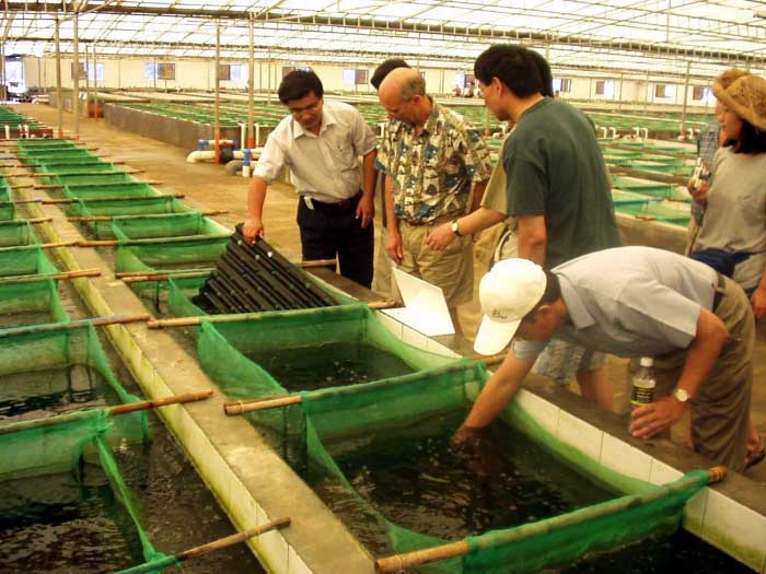 ملف:Abalone-farm1web.jpg