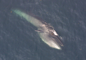 Balaenoptera borealis 3.jpg